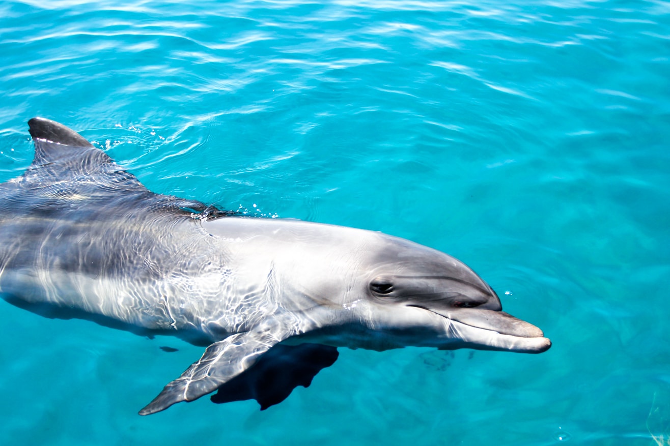 Dolphins at Moreton Island (Mulgumpin)
