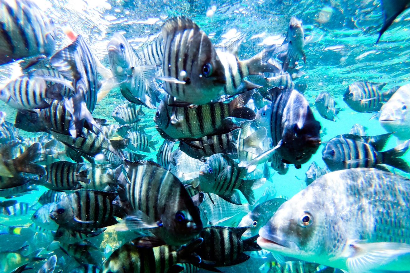 moreton island day trip snorkeling