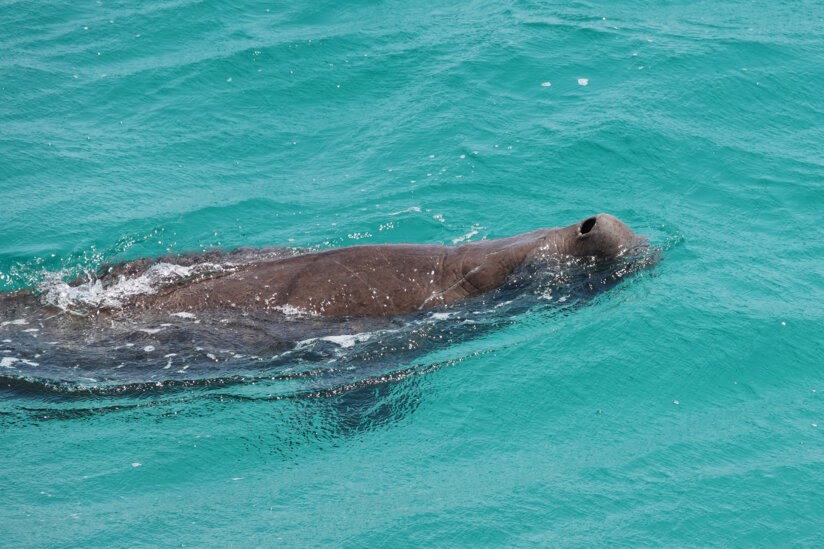 Dougie: Our favourite dugong