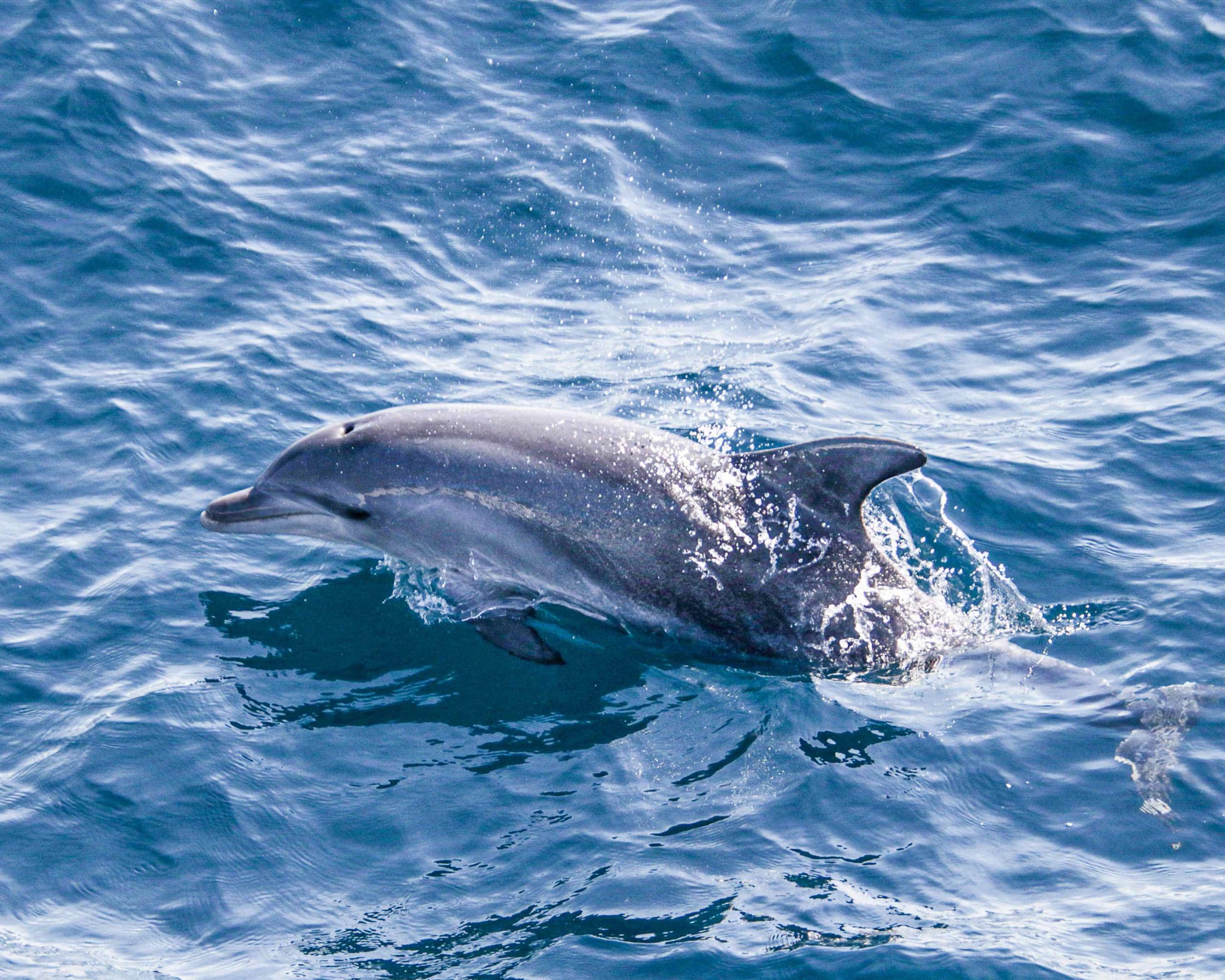 The wonderful wildlife of Moreton Island: Animals you are likely to see on a trip with us