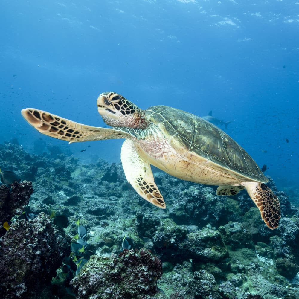 Discovering the turtles of Moreton Island