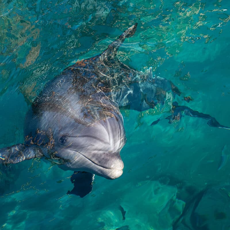 moreton island snorkelling tours