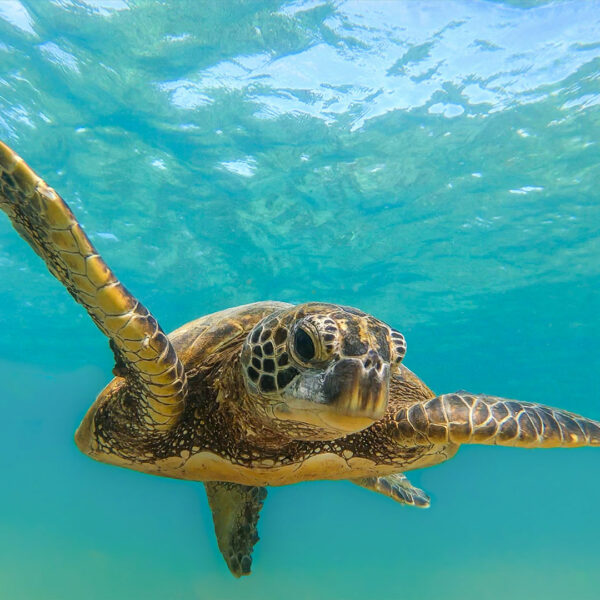 Moreton Island Dolphin & Tangalooma Wrecks Day Cruise